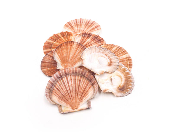 Peach and Orange Flat Scallop Shells - Pack of 25